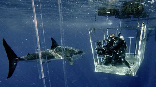 Casagrande (right) works with a safety diver while filming with an ultra high resolution camera. The open-sided cage allows Casagrande to swim out when he wants another angle and the shark is friendly. It’s a calculated risk, but Casagrande has swam uncaged with great white sharks about dozens of times and never been bit. “It’s always a polite interaction,” he says. “If they were actually hunting you, you wouldn’t even see them coming.”