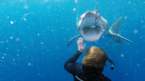 Filming from a cage is like reversing the zoo experience, Casagrande says. The number one rule for working with sharks is to not act like prey. “If I went nose-to-nose with a lion, it probably wouldn’t be as zenned-out an experience as diving with great whites,” he says. Sharks are dangerous, he adds, but not malicious.