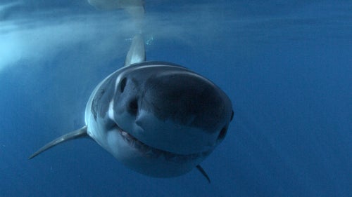 A great white shark investigates Casagrande’s camera near Guadalupe Island, Mexico. Casagrande works to get as close as possible to the sharks, without losing the camera. The thought of losing the expensive gear is sometimes the scariest part of the job.