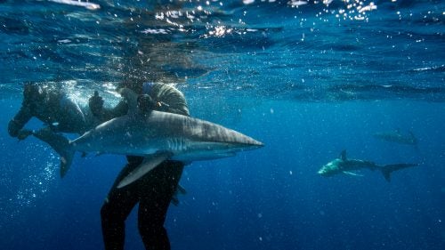 Divers put silky sharks near Cuba into tonic immobility by twisting their tails or holding their snouts. The sharks are left temporarily immobilized, making it easier for scientists to gather data on the animals. When the U.S. lifted travel restrictions to Cuba it created opportunities for scientists from both countries to work together.