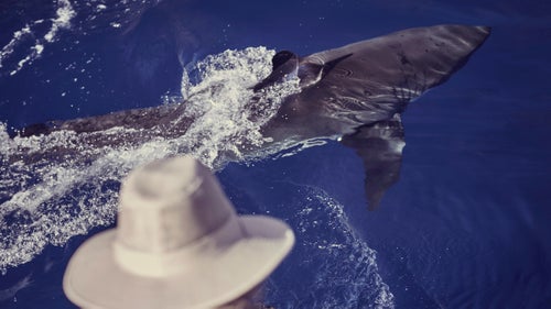 A crew member watches a shark swim by an underwater camera. Casagrande and film crews use about a dozen different types of cameras to capture different angles of sharks. They use everything from infrared cameras to point-of-view cameras to drones.