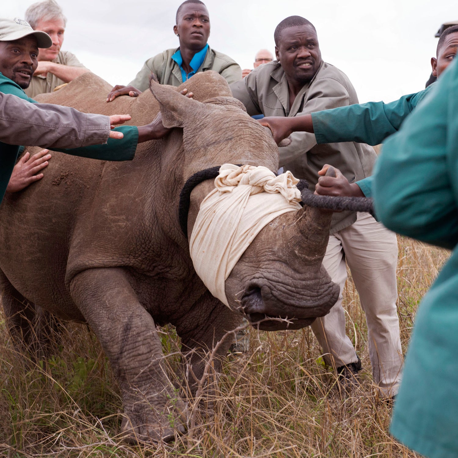 A white Rhino is captured and moved to a truck after its partner was killed by poachers near the town of Hluhluwe, South Africa in 2014. Those protecting rhinos from poachers aren't sure synthetic ivory will help.