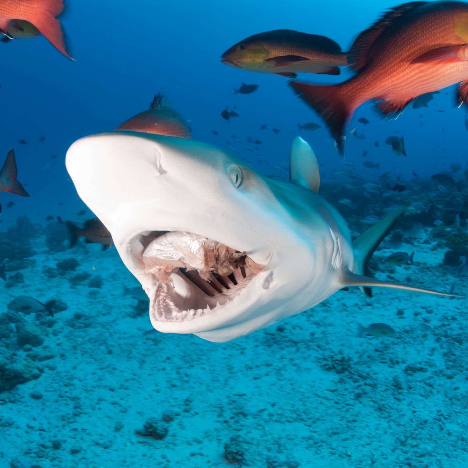 Many shark bites happen when humans are confused as fish.