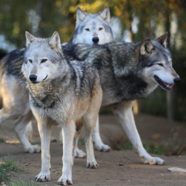 This year, only three wolves have been documented in Michigan’s Isle Royale National Park.