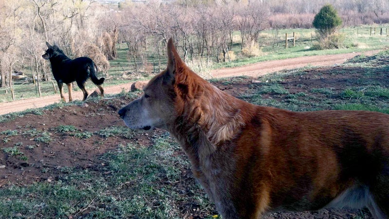 Jenny (left) and Reddy.
