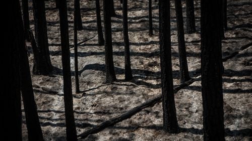 The remains of a forest burned by the Rim Fire just outside Yosemite National Park on August 24, 2013. The Rim Fire burned 257,314 acres and is the third largest wildfire in California history.