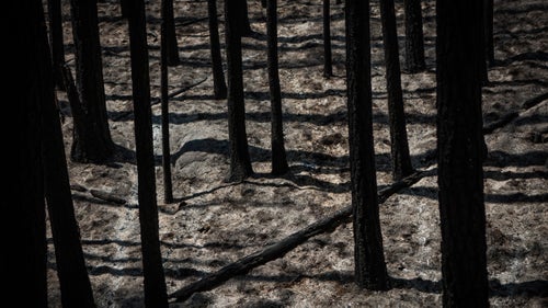 The remains of a forest burned by the Rim Fire just outside Yosemite National Park on August 24, 2013. The Rim Fire burned 257,314 acres and is the third largest wildfire in California history.