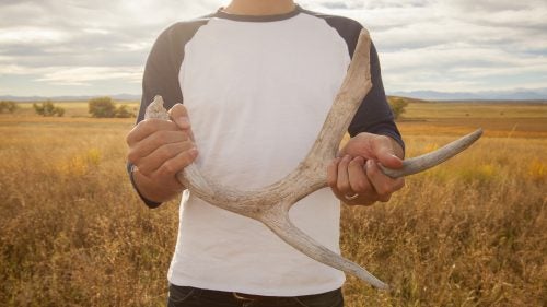 The site was designated a national wildlife refuge in 1992 by Congress and underwent a costly environmental cleanup to remove pollutants. Now, more than 330 species of wildlife inhabit the refuge, including deer, coyotes, white pelicans, owls, and bison.