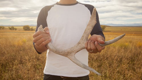 The site was designated a national wildlife refuge in 1992 by Congress and underwent a costly environmental cleanup to remove pollutants. Now, more than 330 species of wildlife inhabit the refuge, including deer, coyotes, white pelicans, owls, and bison.