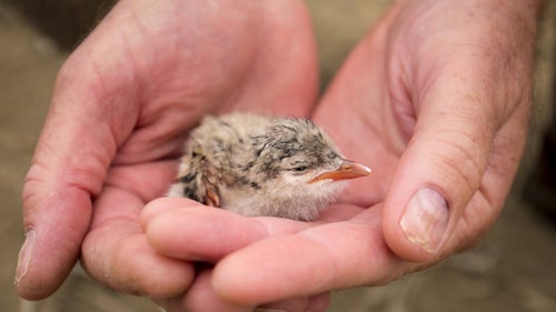 Shive: Small, fuzzy, and adorable, these terns become mobile very quickly. When we would approach the nests with wildlife biologists they would sometimes scatter—their tiny legs trying to get them going—but they never got too far. The biologists were careful to make sure the birds were returned to their nests where they are safest, and to ensure that our impact was as minimal as possible.