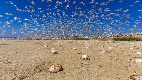 Shive was able to document elegant terns in flight over their nesting grounds. “This was an incredible experience,” he says. “The sound of these elegant terns was deafening and it was amazing to know that 50 percent of the world's population of these birds was nesting here, on a small raised berm within sight of the San Diego skyline.” As a photographer, Shive had to be accompanied by biologists and Fish and Wildlife staffers since the entire ground was covered in eggs. “Every egg counts and it is critical to watch where you step first, take photos second.”