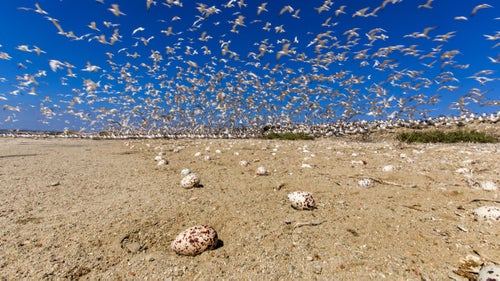Shive was able to document elegant terns in flight over their nesting grounds. “This was an incredible experience,” he says. “The sound of these elegant terns was deafening and it was amazing to know that 50 percent of the world's population of these birds was nesting here, on a small raised berm within sight of the San Diego skyline.” As a photographer, Shive had to be accompanied by biologists and Fish and Wildlife staffers since the entire ground was covered in eggs. “Every egg counts and it is critical to watch where you step first, take photos second.”