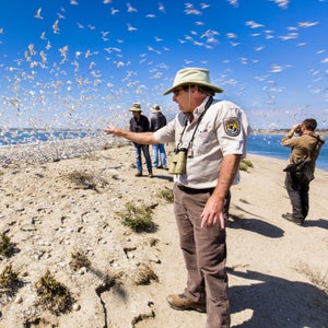 San Diego Bay National Wildlife Refuge, California: