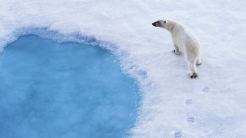 Polar bears may look sweet, but they are the apex predators of the Arctic. Humans are food, like every other living creature on the ice. Unfortunately, these magnificent, lone wanderers are suffering the effects of Arctic warming. As sea-ice disappears, it takes with it the bear’s staple diet in seals.