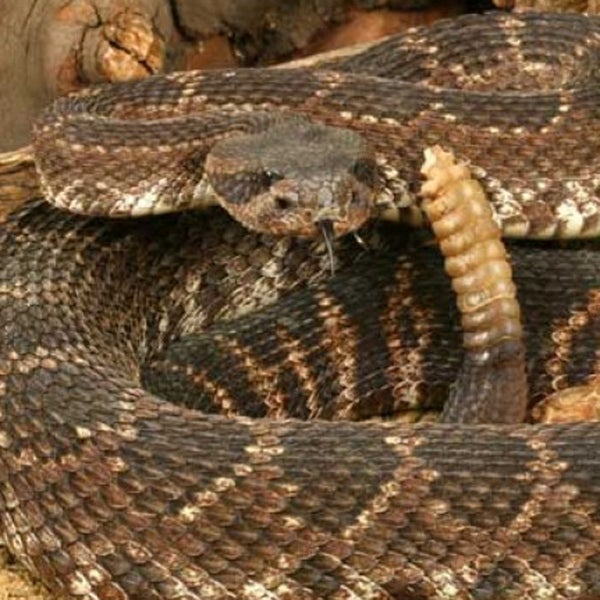 According to California Poison Control, rattlesnakes account for more than 800 bites each year, with one or two resulting in death.
