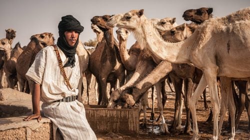 The days of the caravans are not entirely over. One can still see plenty of camels in the Sahara. During our travels to the Eye of the Sahara—also known as Guelb er Richat—we stumbled upon a well on our way. At 98-feet deep, it was a vital source of water and our cameleer explained that is was cared for by the entire community and not owned by any one person.
