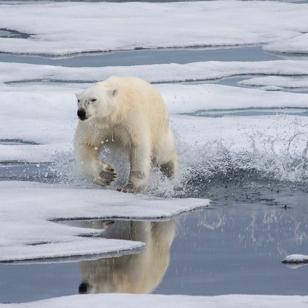 Polar bears could survive Arctic ice melt by finding land-based food sources.