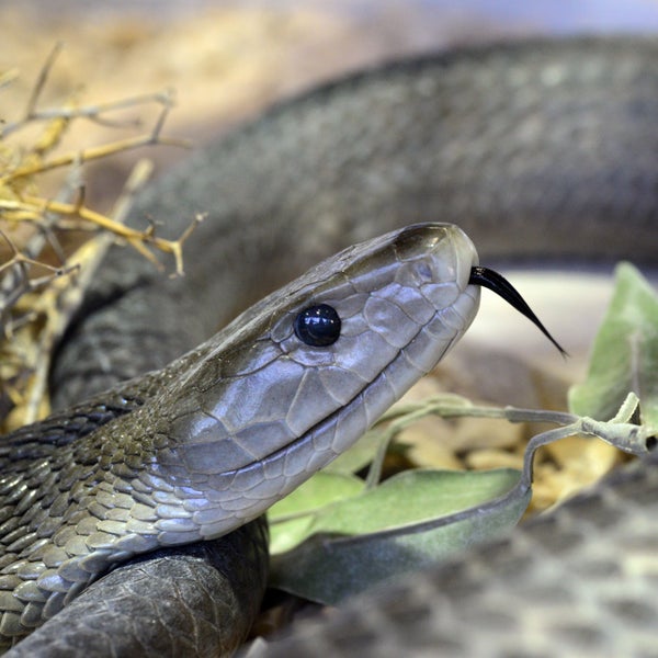 We will run out of anti-venom for Africa's deadliest snakes in 2016, warns Doctors Without Borders.