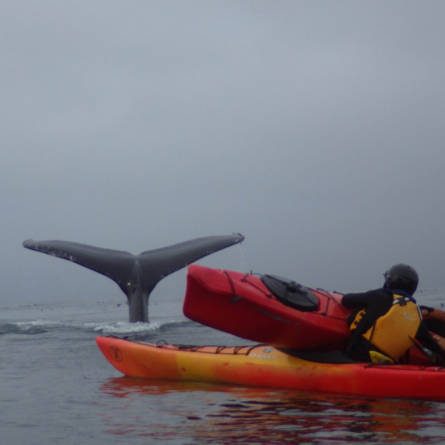 Two whale watchers in Moss Landing Harbor were swamped by a breaching humpback that landed on their kayak.