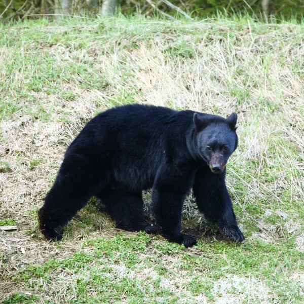 Hunter allegedly fought off a black bear with a hunting knife in Michigan.