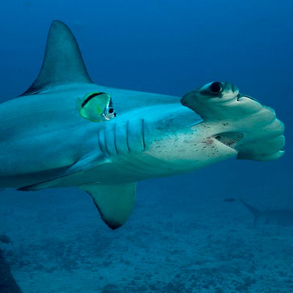 Mark McCracken hit the shark more than 20 times with his paddle before he was able to paddle back to shore.