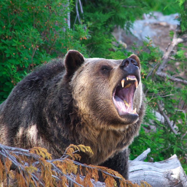 Man fights off grizzly attack by shoving his arm down the animal's throat.