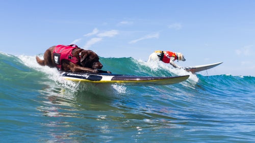 Demonstrating an impressive grasp on the biomechanics of lowering one’s center of gravity to increase stability, Bono from Brazil finds the sweet spot in this wave while his competitor looks on. Bono and his owner, Ivan Moreira, took home the award for tandem ride at this year’s competition, an honor that is sure to delight their 24,000 Instagram followers. When he’s not shredding the waters of Brazil and California, Bono volunteers at Casa Ronald McDonald, where his surf stories always bring a smile to everyone’s face.