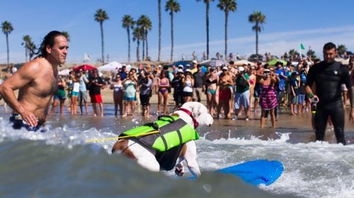 Faith, the surfing Pit Bull, rides this wave straight into the crowd of adoring fans. Faith was adopted by owner and self described “foster failure” James Wall in 2012 after he rescued her with with every intention of finding her another home. She won him over with her personality and good looks, and then she sealed the deal by turning out to be a surfer girl to boot. Faith has won several surf dog awards in the medium dog division.