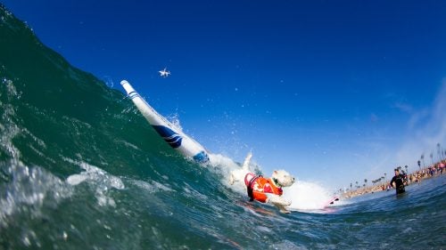 Joey, a West Highland Terrier, is seen here forced to bail off his board when conditions get a little hairy. He held his head high and got right back on the board, inspired to maintain a brave face for all the dogs that he and his owners remain involved with at Westie Rescue of Orange County and Beyond.