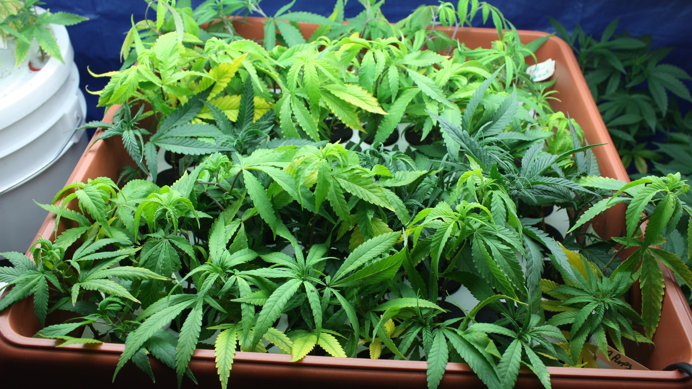 The sensation of euphoria brought on by endocannabinoids feels a lot like the high brought on by marijuana.