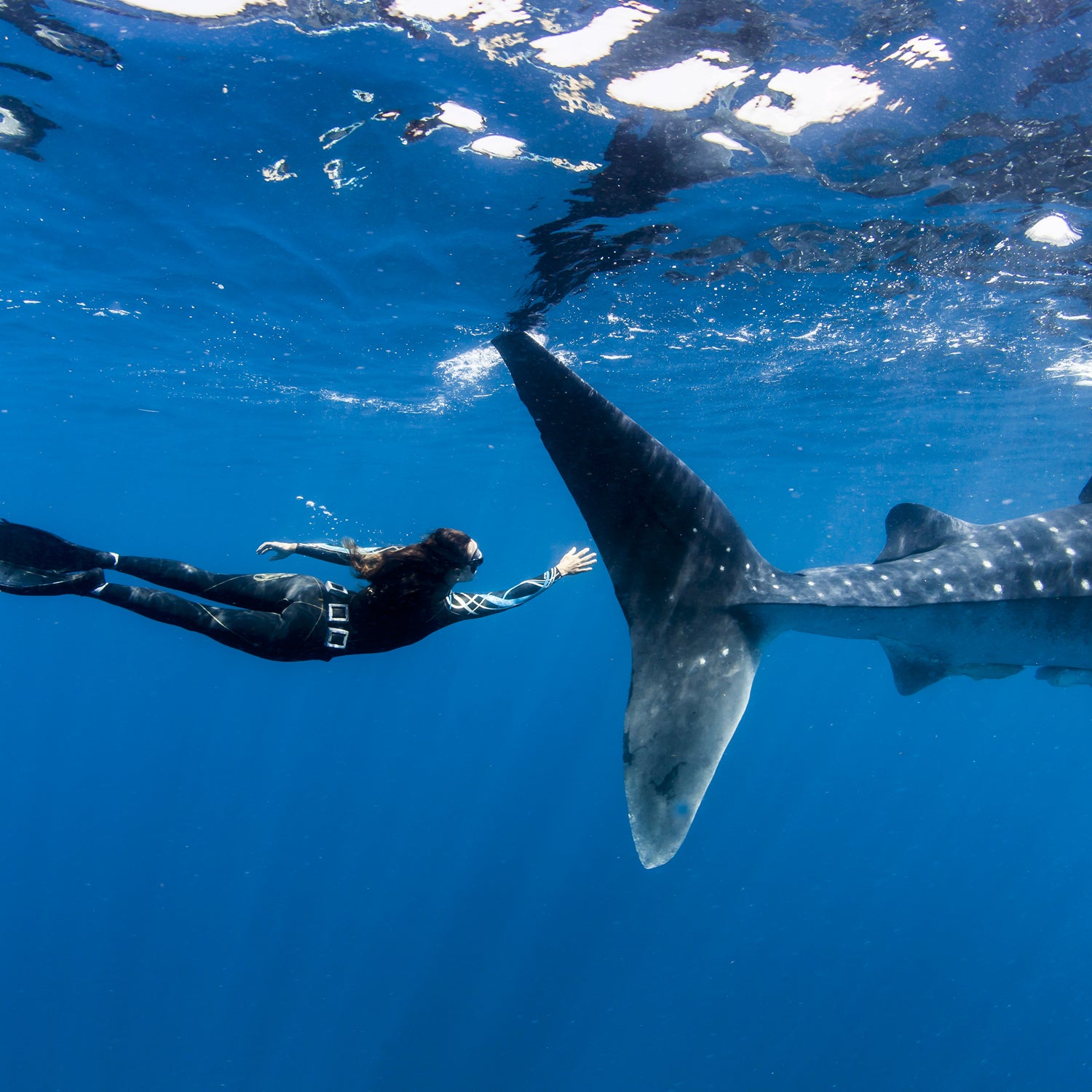 México, Quintana Roo, Isla Mujeres. A free diver champion swims behind a whale shark, almost touching it´s tale. This image is part of a series of images called