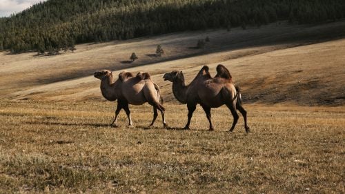 We probably would’ve made better time getting to Tsagaan Nuur, the starting point for the horse trek to Darkhad, but we made Olga pull over nearly every 20 minutes to check something out. Like this roaming pair of wild Bactrian camels.