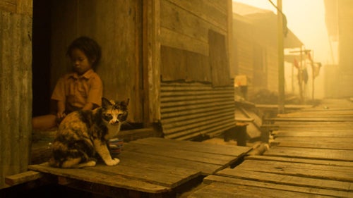 Some fires were allegedly started to prepare the ground for palm oil farming but, according to Greenpeace, government investigations into the causes of the fires have stalled.