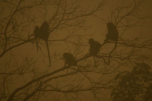 Long-tailed monkeys sit in trees on the banks of the Kapuas River in Sei Ahass. “The haze makes it difficult to breathe, which reduces their activity during the day,” Estrada says.