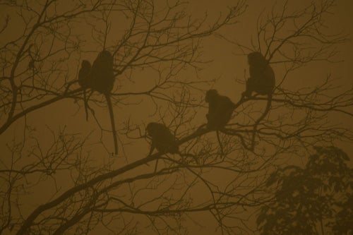 Long-tailed monkeys sit in trees on the banks of the Kapuas River in Sei Ahass. “The haze makes it difficult to breathe, which reduces their activity during the day,” Estrada says.