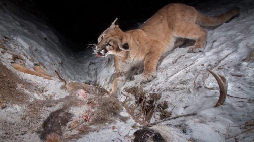 While wandering the woods with my friend’s dog, I stumbled upon one of the freshest cougar tracks I’d ever seen. I followed the tracks in reverse and they led me to a mule deer carcass cached under a thin layer of snow. A few hours later the cat returned and triggered a camera I placed downhill from the carcass. After pausing to curiously inspect my camera, the cat tore into the frozen carcass without restraint. Though wide-ranging and difficult to intercept, cougars are fearless of camera gear, making them one of my favorite animals to pursue. I have yet to see one in real life.