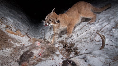 While wandering the woods with my friend’s dog, I stumbled upon one of the freshest cougar tracks I’d ever seen. I followed the tracks in reverse and they led me to a mule deer carcass cached under a thin layer of snow. A few hours later the cat returned and triggered a camera I placed downhill from the carcass. After pausing to curiously inspect my camera, the cat tore into the frozen carcass without restraint. Though wide-ranging and difficult to intercept, cougars are fearless of camera gear, making them one of my favorite animals to pursue. I have yet to see one in real life.