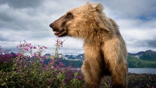 A subdominant grizzly bear, too small to compete for prime fishing spots, roams a lake shore in hopes of finding a washed up salmon carcass. My PhD adviser, Daniel Schindler, helped me set this camera while we’re taking a break from field research.