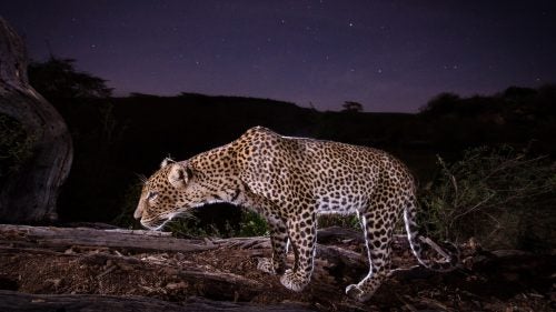 Jonny Armstrong is a portrait photographer, but he’s never met any of his subjects. That’s because he doesn’t actually press the shutter button when his camera takes a picture, he leaves that up to his models: grizzly bears, leopards, and other wild animals. Armstrong is a camera trapper—he sets hidden cameras that are triggered by motion sensors and capture candid portraits of wildlife. But his images aren’t just classic hunter trail cam shots, they are beautiful and composed as if he is there. Armstrong’s use of wide-angle lenses allows viewers to observe iconic carnivores from up close—most pictures are triggered within a few feet of the camera. Since many carnivores are active at night, it’s up to Armstrong to light them. Using studio lighting techniques, Armstrong mixes natural and artificial light to create his stunning portraits. Here, Armstrong—who spends much of his time as an ecologist—shares a collection of his favorites from around the world.
Photo: A leopard caught in front of the camera in Laikipia County, Kenya.
