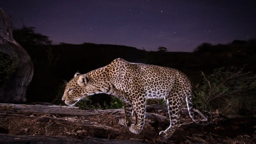 Jonny Armstrong is a portrait photographer, but he’s never met any of his subjects. That’s because he doesn’t actually press the shutter button when his camera takes a picture, he leaves that up to his models: grizzly bears, leopards, and other wild animals. Armstrong is a camera trapper—he sets hidden cameras that are triggered by motion sensors and capture candid portraits of wildlife. But his images aren’t just classic hunter trail cam shots, they are beautiful and composed as if he is there. Armstrong’s use of wide-angle lenses allows viewers to observe iconic carnivores from up close—most pictures are triggered within a few feet of the camera. Since many carnivores are active at night, it’s up to Armstrong to light them. Using studio lighting techniques, Armstrong mixes natural and artificial light to create his stunning portraits. Here, Armstrong—who spends much of his time as an ecologist—shares a collection of his favorites from around the world.
Photo: A leopard caught in front of the camera in Laikipia County, Kenya.
