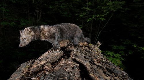 A Pacific fisher uses an old-growth Ponderosa Pine log to cross a steep ravine in the Siskiyou Mountains, Oregon. This fisher hopped effortlessly over my camera shortly after the image was taken. Rarely seen or photographed, Pacific fisher have been extirpated from most of their range and are under consideration for listing by the Endangered Species Act.