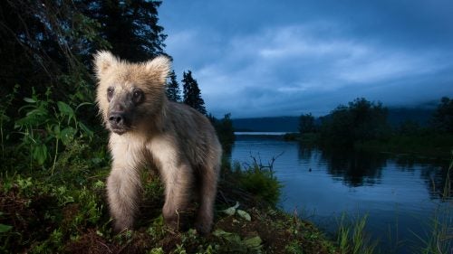 A young grizzly bear travels a streamside game trail in search of salmon, Lake Nerka, Alaska.