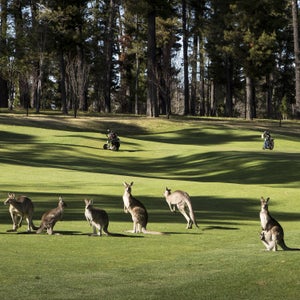 Canberra, ACT, Australia. Kangaroos gather near golfers at The Royal Canberra Golf Club. The club is home to approximately 130 adult kangaroos and the course performs kangaroo vasectomies in order to keep the population in check. September 25, 2015. David Maurice Smith/Oculi.