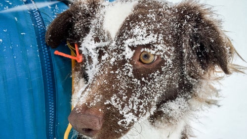 Former Outside staffer Kyle Dickman brought his dog Mud along for the adventure. Photographing happy dogs in the snow can be tricky, but Dickman helped calm Mud down.