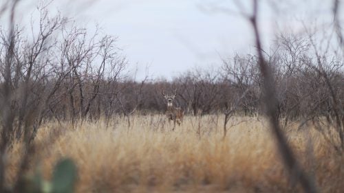 In Albany, Texas, during the rut of last year’s deer season, I was invited to my friend Wade Montgomery’s ranch to see how many buck we could rattle in one weekend. It was a great few days of clanging of antlers, stomping feet, and breaking branches. Wade had over 70 mature whitetail bucks running to him at the end of week one.