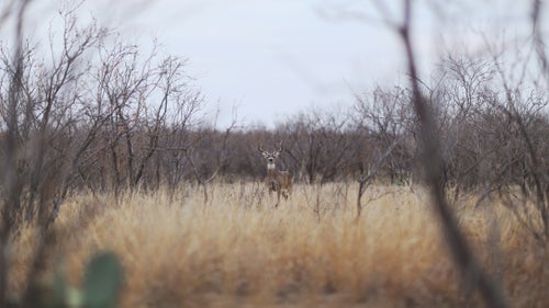In Albany, Texas, during the rut of last year’s deer season, I was invited to my friend Wade Montgomery’s ranch to see how many buck we could rattle in one weekend. It was a great few days of clanging of antlers, stomping feet, and breaking branches. Wade had over 70 mature whitetail bucks running to him at the end of week one.