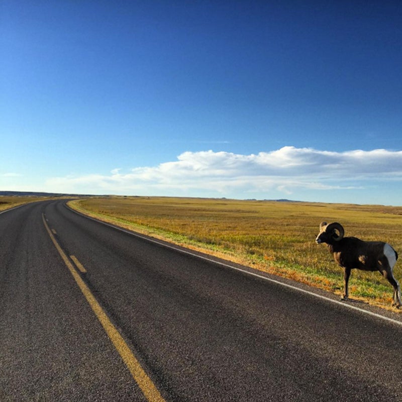 Bighorn sheep share the prairies with bison, prairie dogs, and black-footed ferrets.