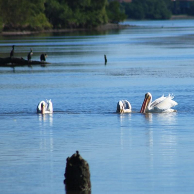 Pelicans bob in the Florida Bay along the Guy Bradley Trail, a one-mile stretch known for its bird and butterfly watching.