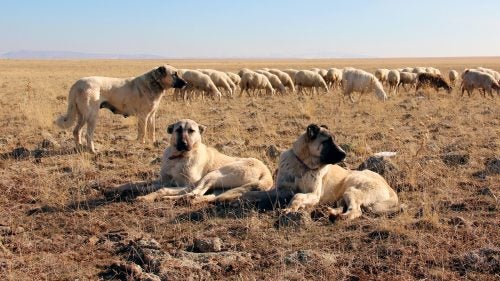 on the trail with turkey s wolf fighting dogs outside online