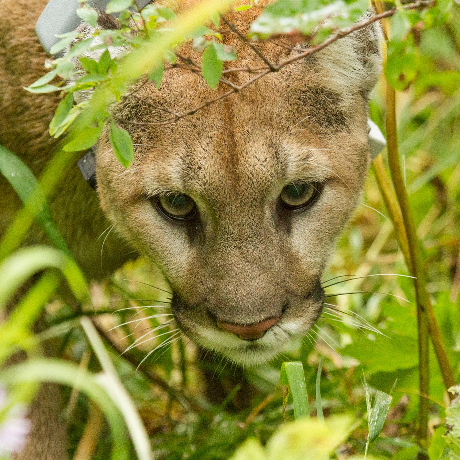 Traps deliver painful, slow deaths to wildlife.